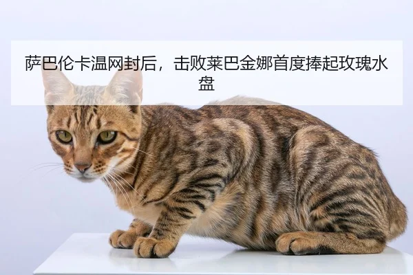 sa-ba-lun-ka-wen-wang-feng-hou-ji-bai-lai-ba-jin-na-shou-du-peng-qi-mei-gui-shui-pan-2-271.jpg